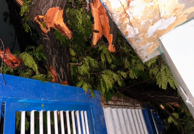 Cayó un frondoso áebol sobre una casa con ancianita afectada en barrio 5 de julio